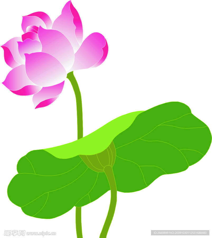 矢量荷花