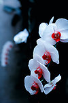 兰花