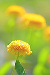 小黄菊