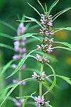 山花2