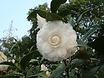 景山茶花8