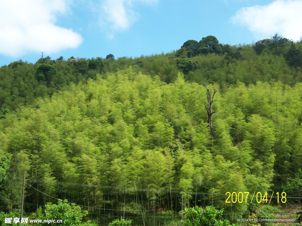 竹景