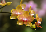 兰花