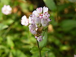 小花