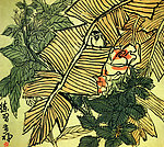 芭蕉月季