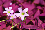 小红花