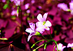 小红花