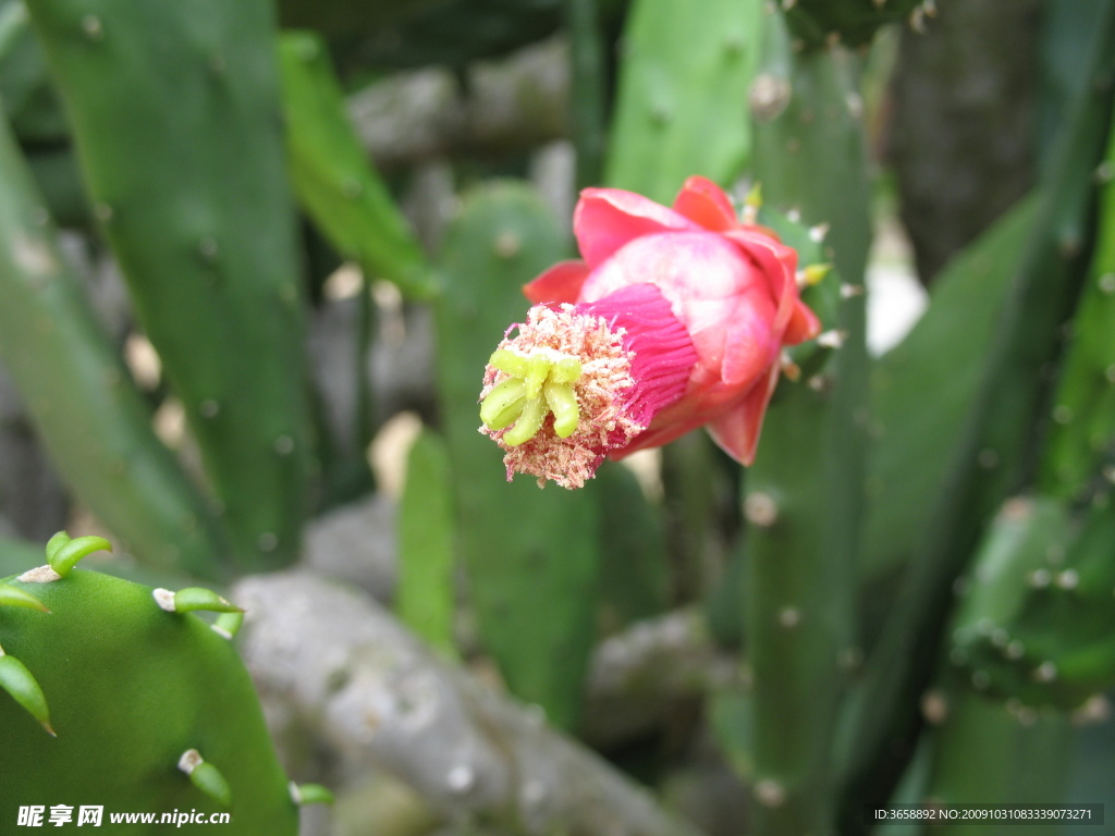 仙人掌花