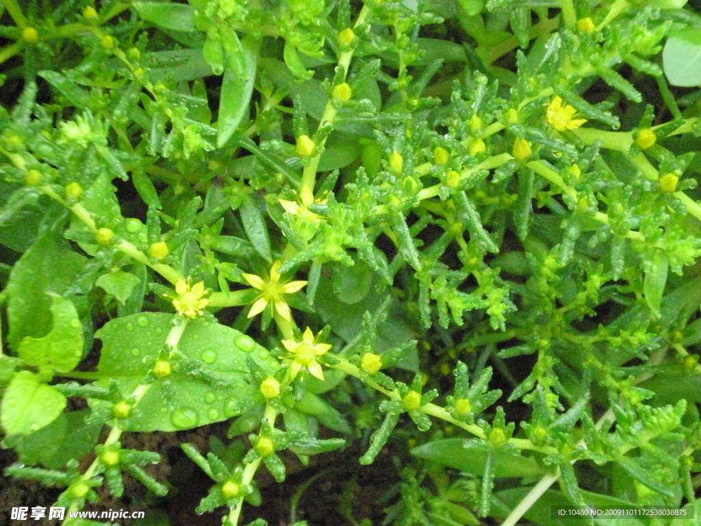 绿色植物 绿色草地