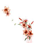 花容二