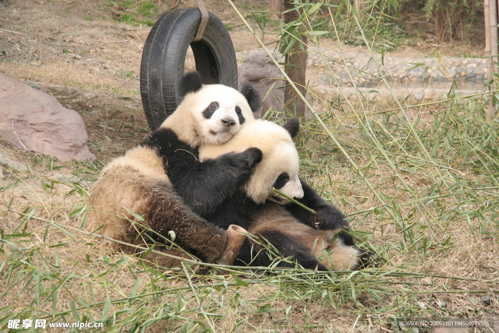 调皮的熊猫