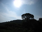 树影逆光