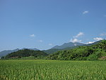 一望无际的麦田