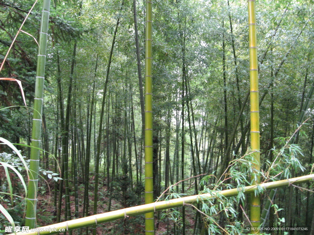 竹林