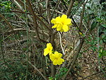 黄花