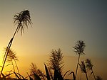 夕阳