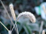 狗尾花遇霜