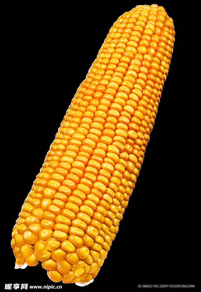 玉米
