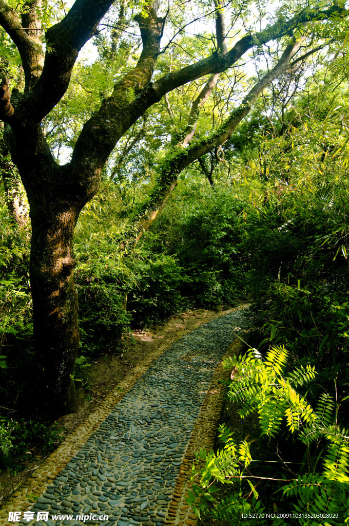 林中小路