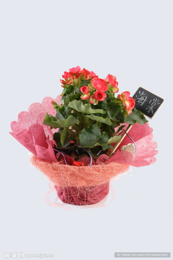 花艺海棠