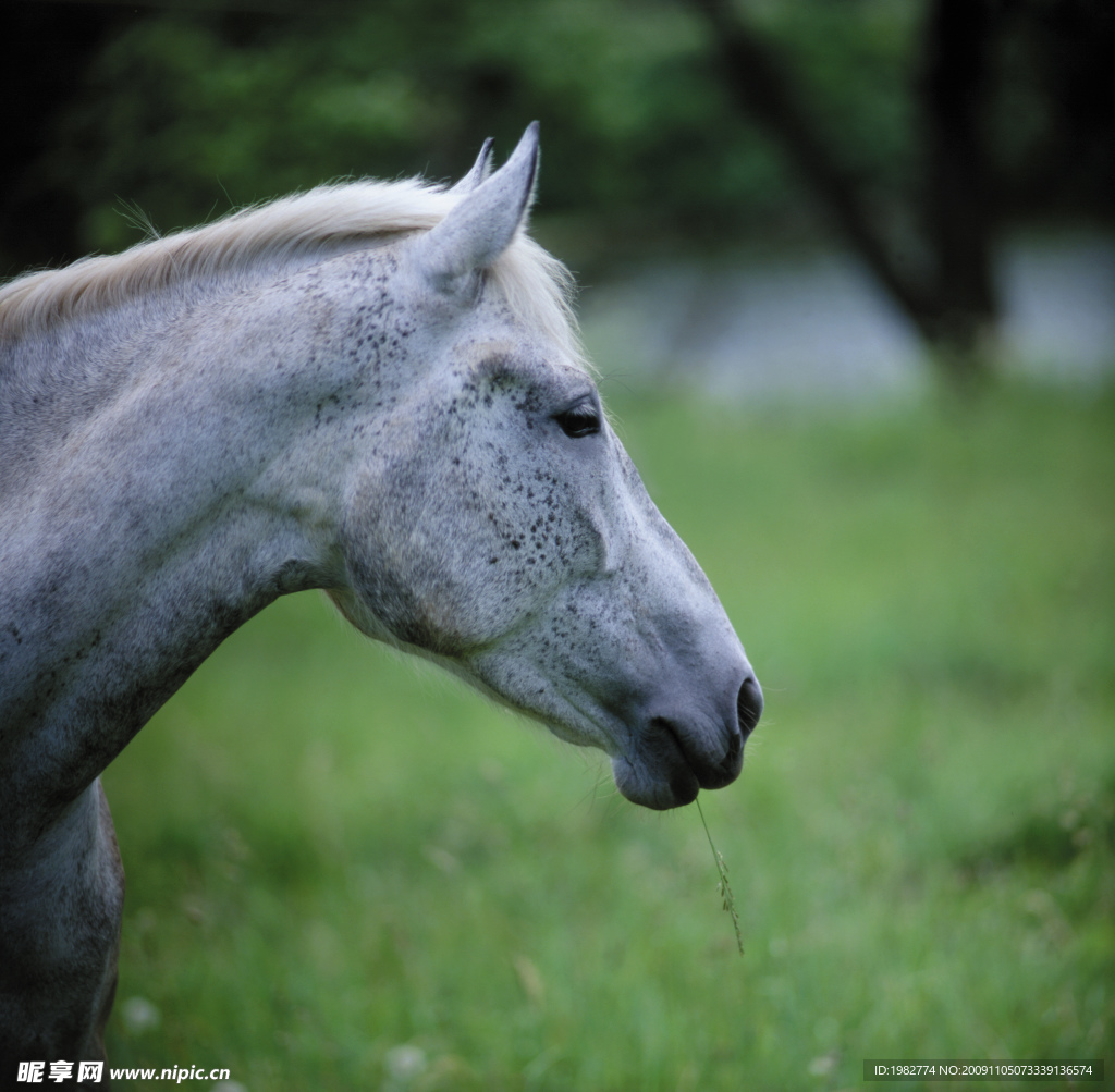 骏马