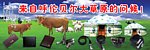 内蒙古真皮