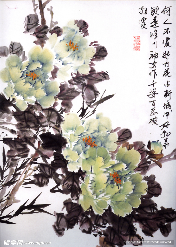 牡丹花