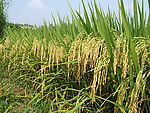 高清水稻