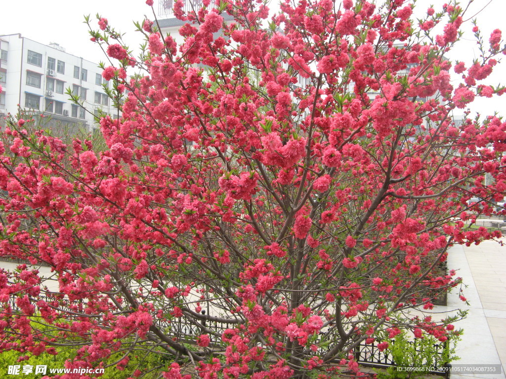 春暖花开