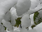 大雪