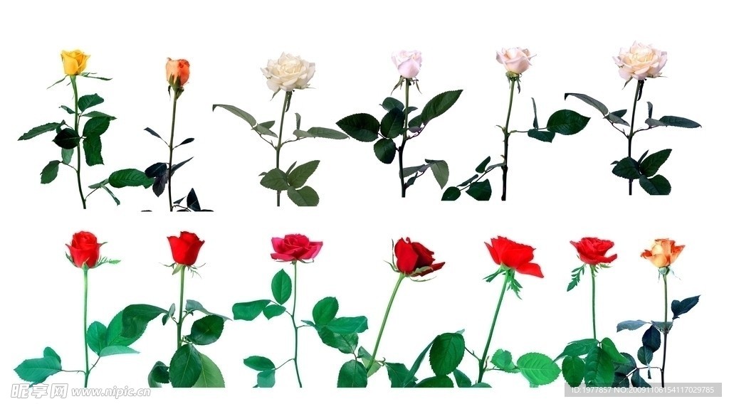 玫瑰花汇总