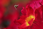 花蕊