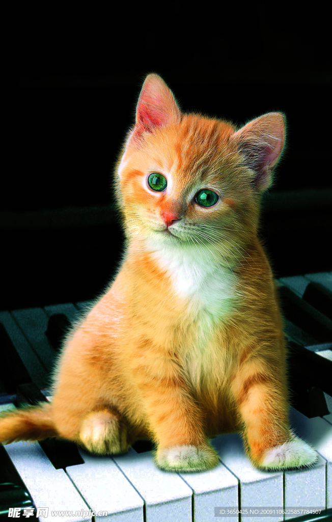 钢琴上的猫