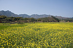 油菜花