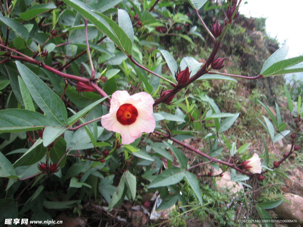 花 酒花