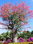 杜鹃花树