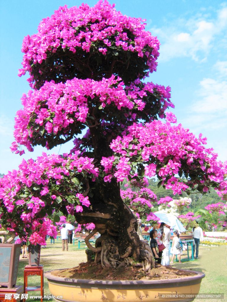 杜鹃花