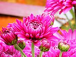 粉菊花