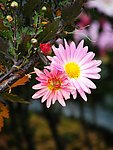 洋甘菊