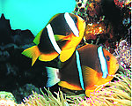 海底6