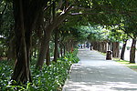 林荫路