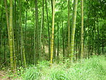 竹林