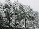 大雪