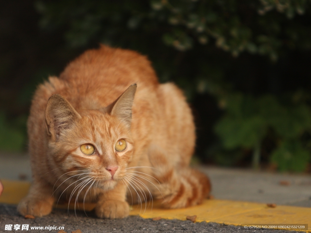 凝视的猫