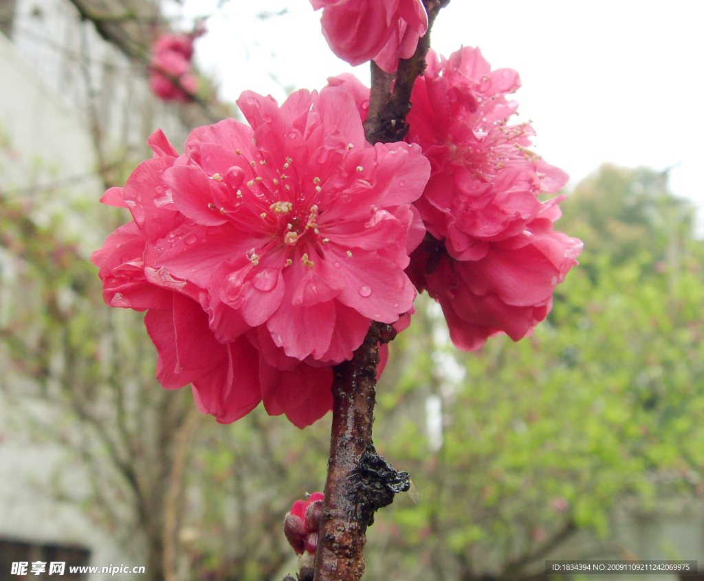 雨后桃花