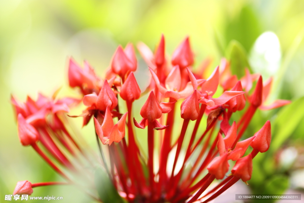 花草