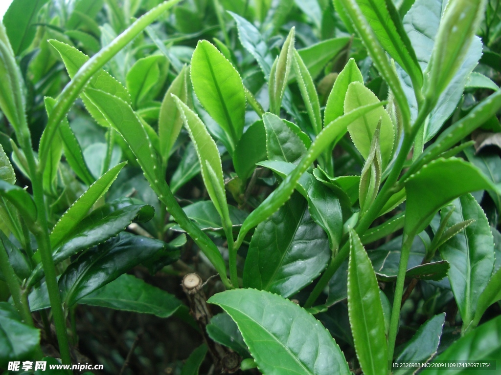 高清晰茶叶特写