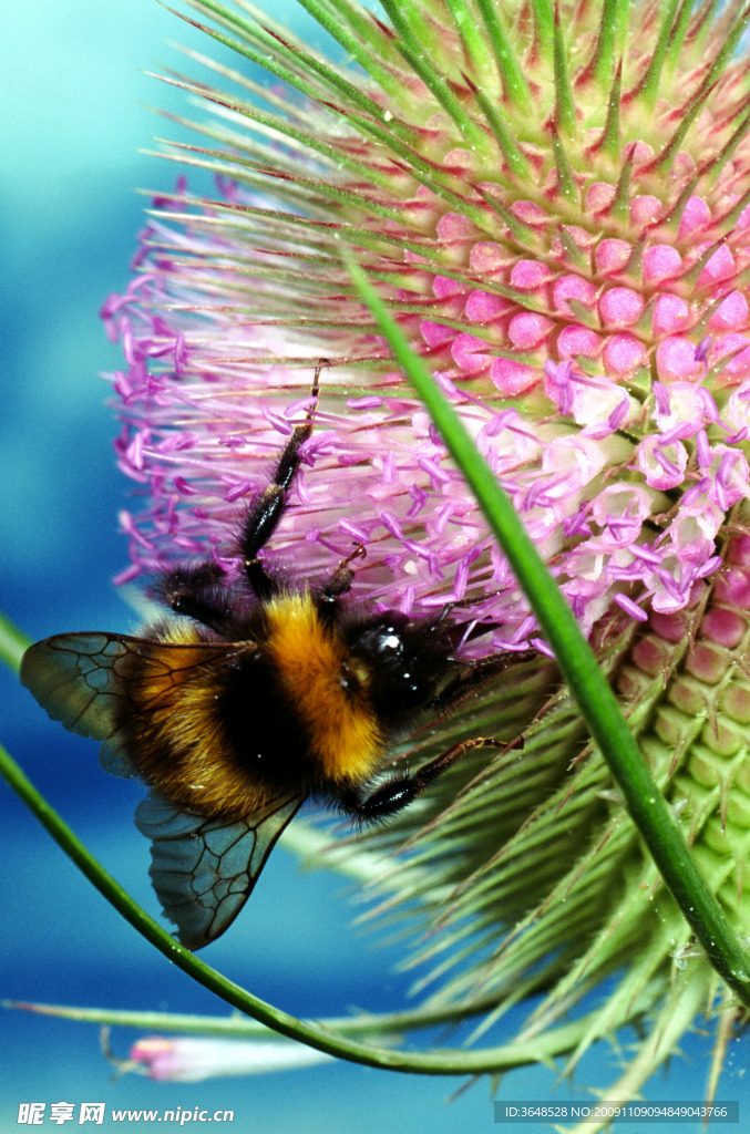 蜜蜂与花