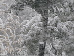 大雪