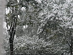大雪